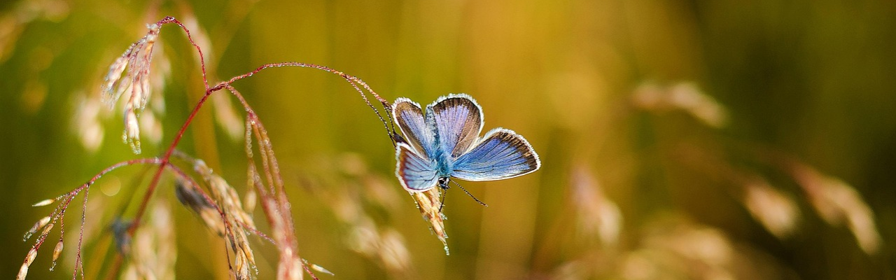 mbll-butterfly